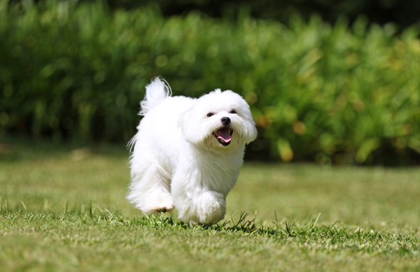 Happy Dog running in grass