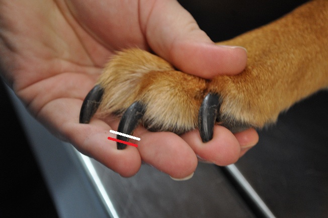 Dogs Toe Nails