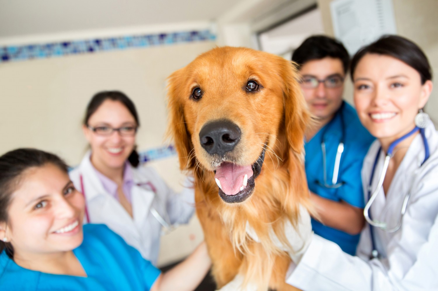 Golden Retriever and Staff